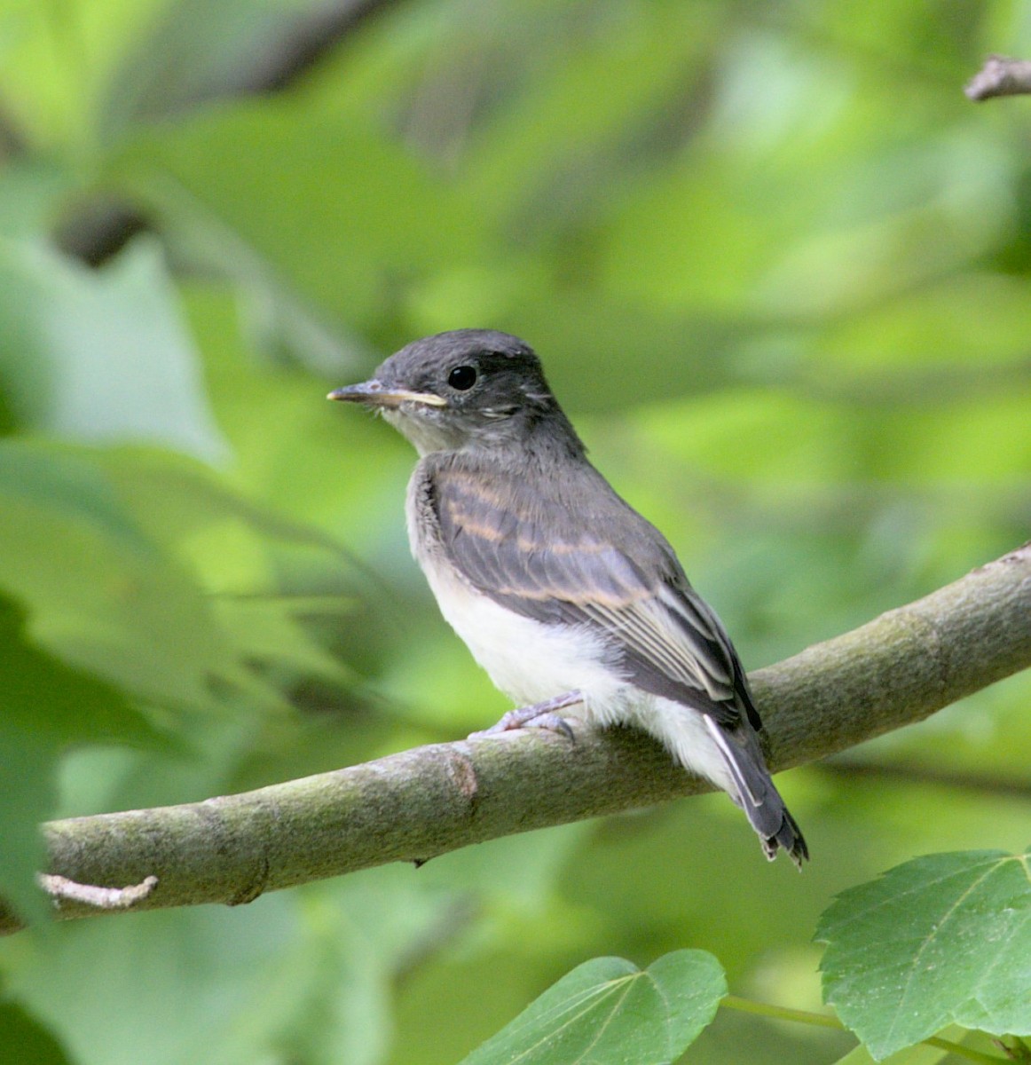 Eastern Phoebe - ML443953411