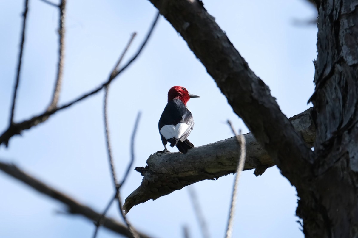 Red-headed Woodpecker - ML443955361