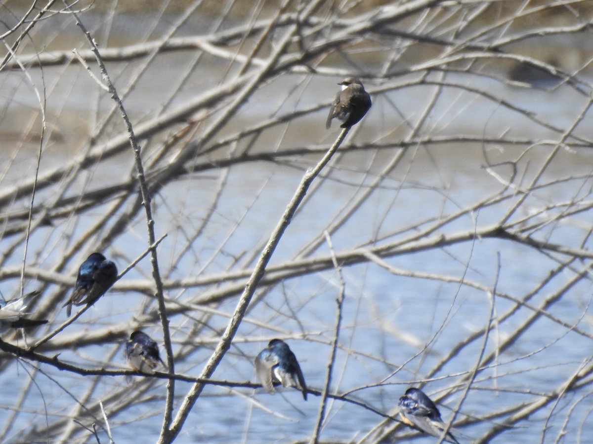 swallow sp. - Matthew Thompson