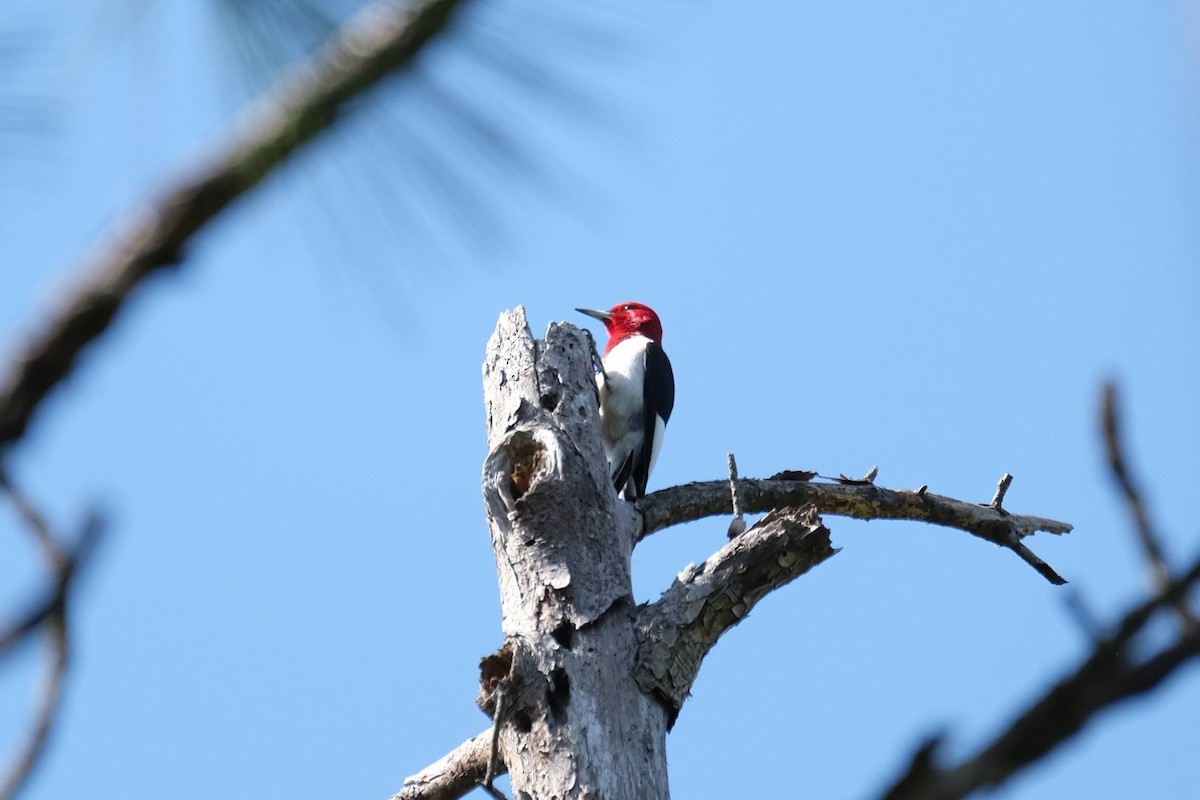 Red-headed Woodpecker - ML443955401