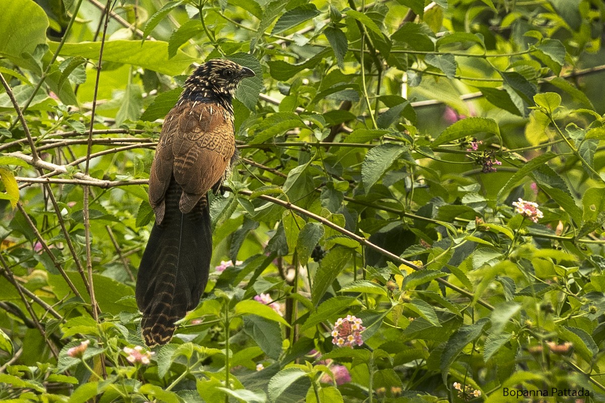 Lesser Coucal - ML443955481