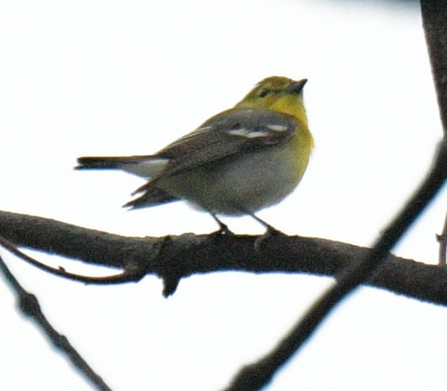 Vireo Gorjiamarillo - ML443956351