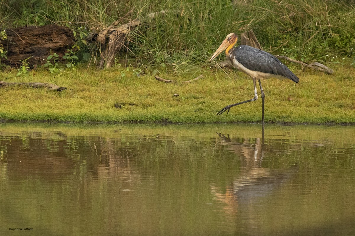 Lesser Adjutant - ML443956541