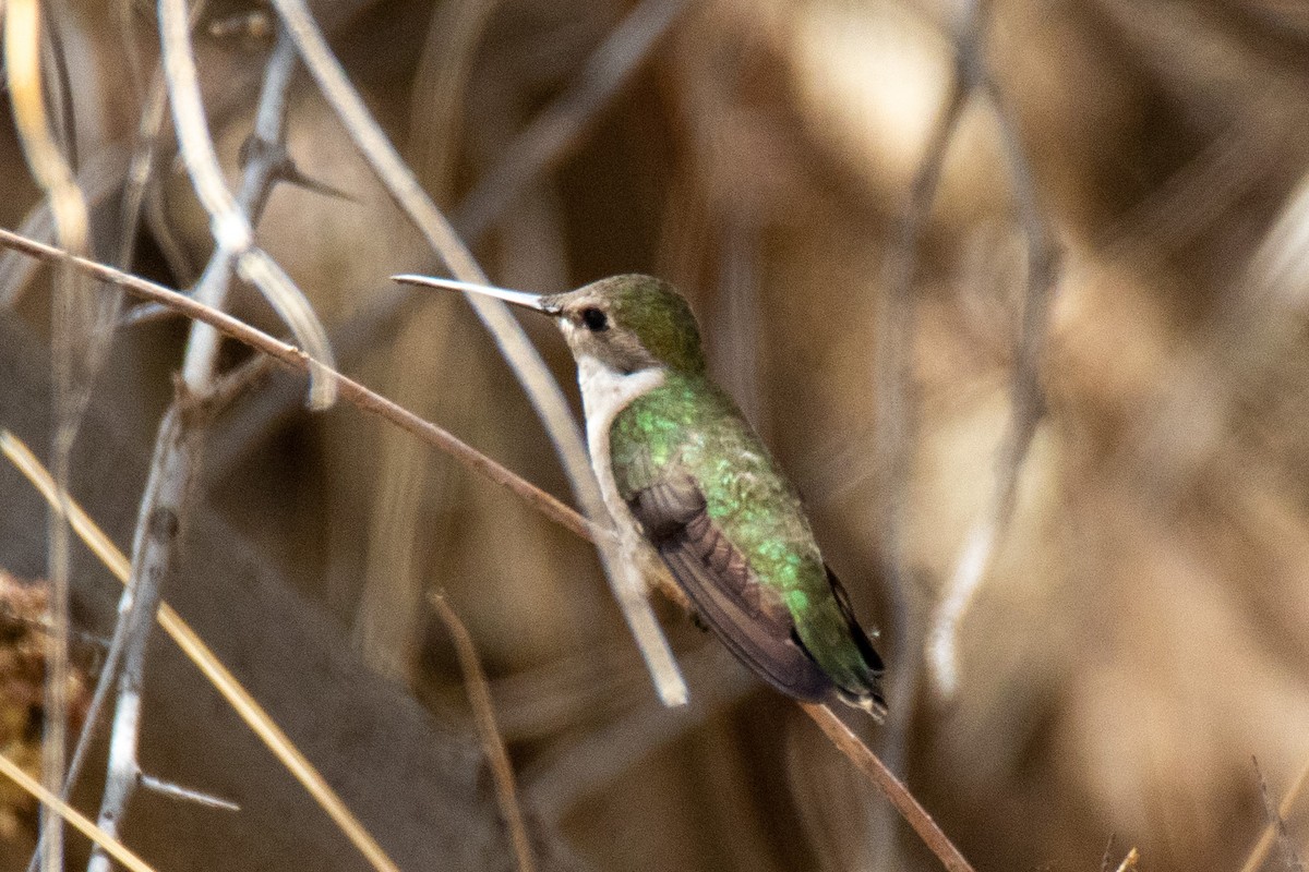 Black-chinned Hummingbird - ML443959231