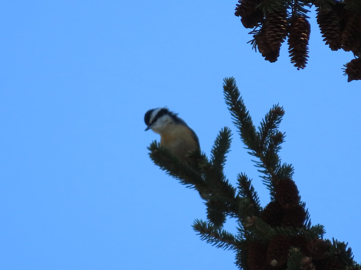 Red-breasted Nuthatch - ML443960621