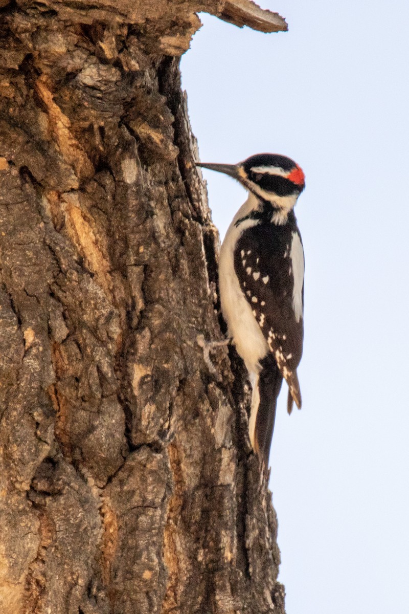 Hairy Woodpecker - ML443963441