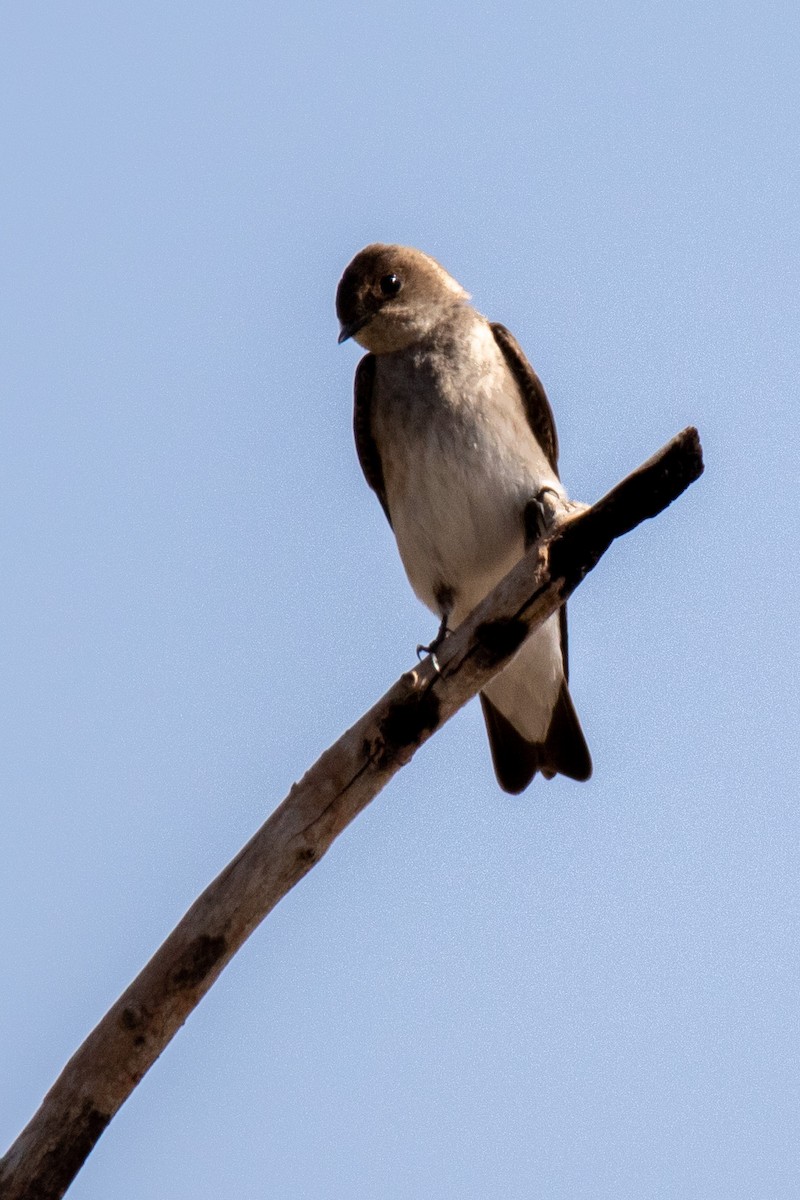 Northern Rough-winged Swallow - ML443963541
