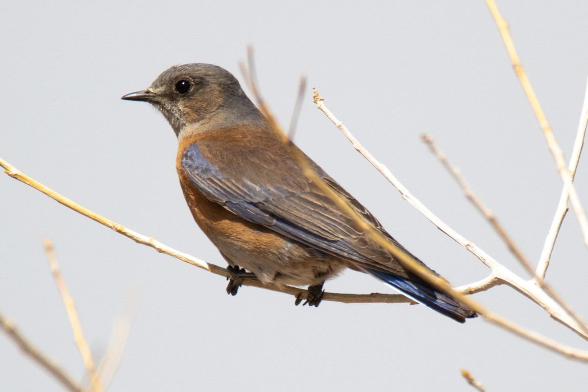 Western Bluebird - ML443963721