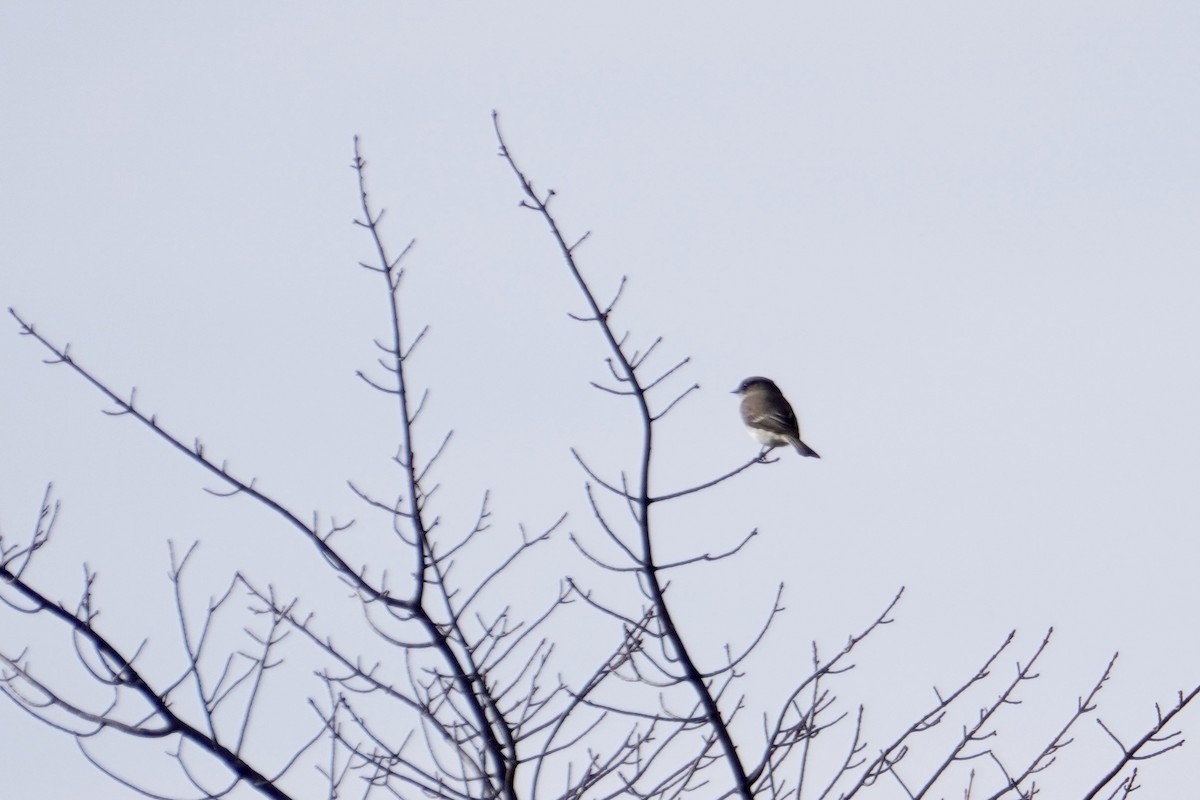 Eastern Phoebe - ML443964721