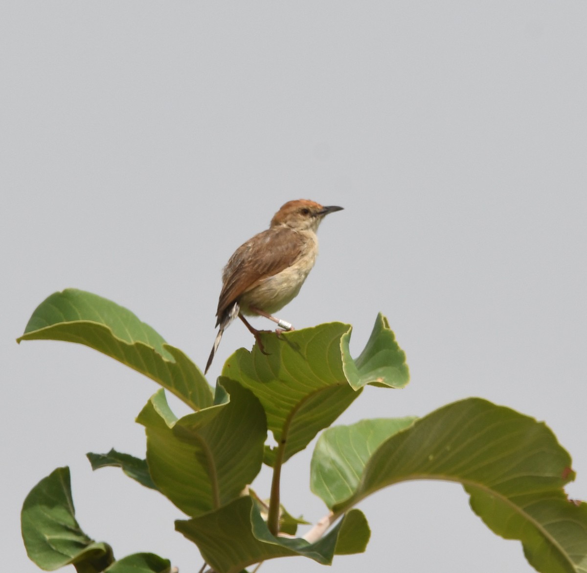 Dorst's Cisticola - Gabriel Jamie