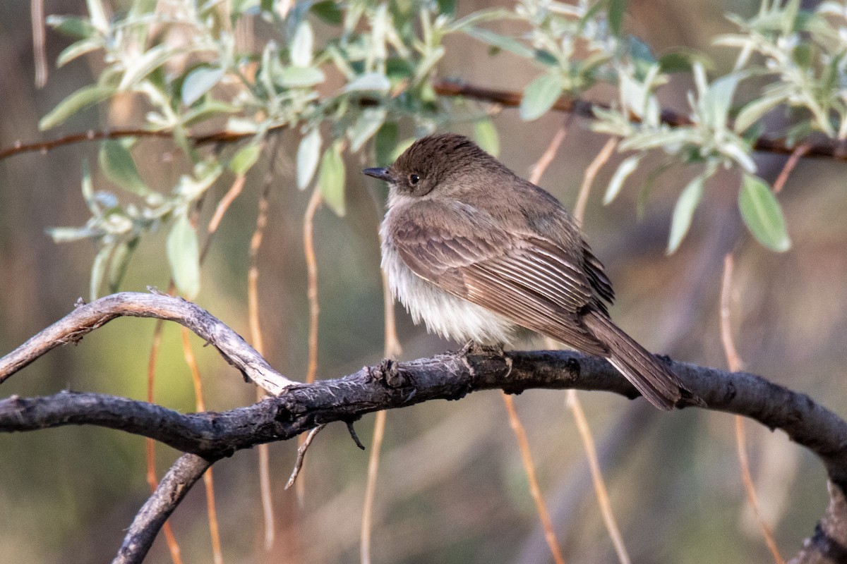 Eastern Phoebe - ML443967341