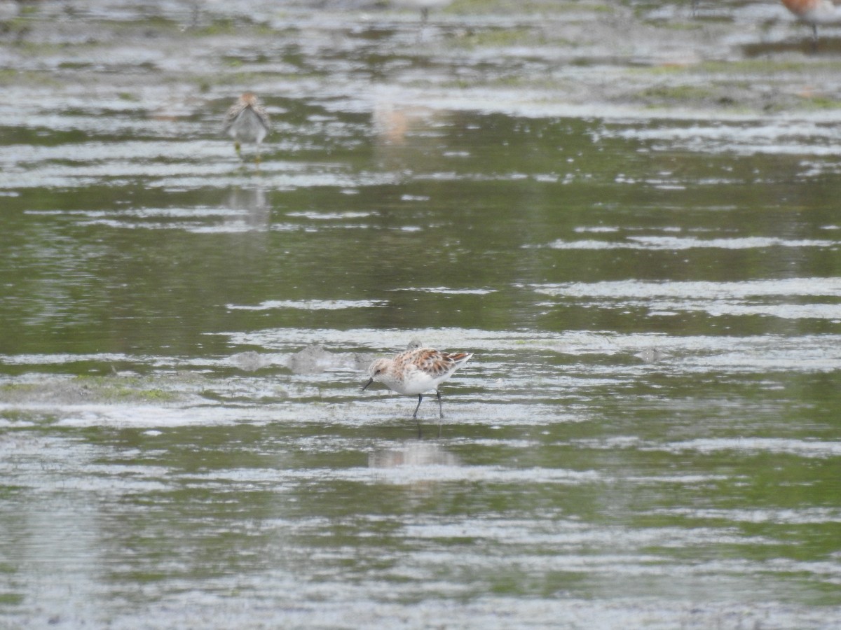 Little Stint - ML443968771