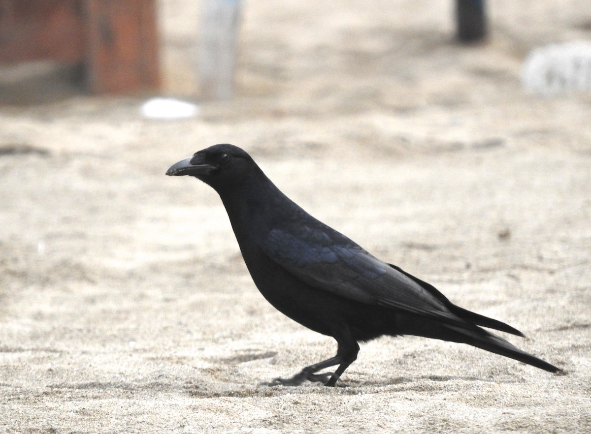 Sinaloa Crow - ML44396941