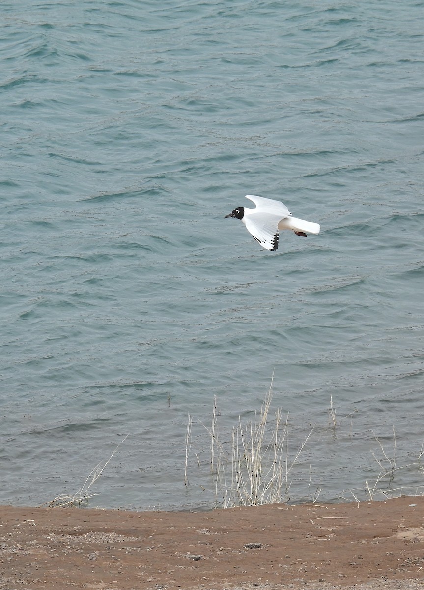 Andean Gull - Natalia  Yasci