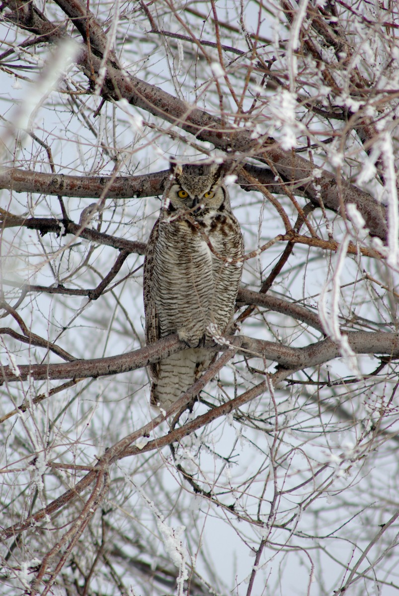 Great Horned Owl - ML44397181
