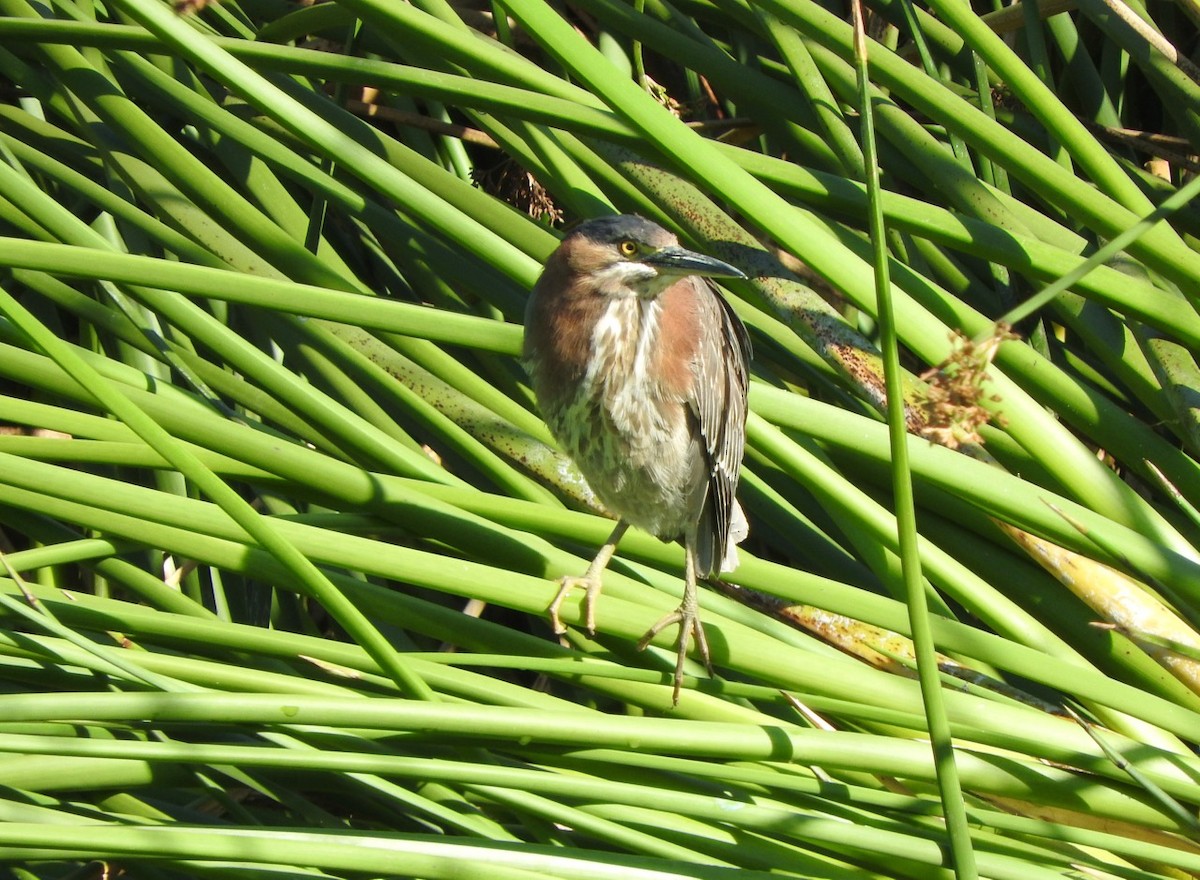 Green Heron - ML443972071