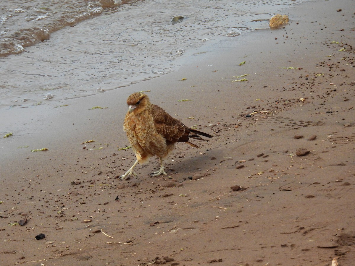 Chimango Caracara - Natalia  Yasci