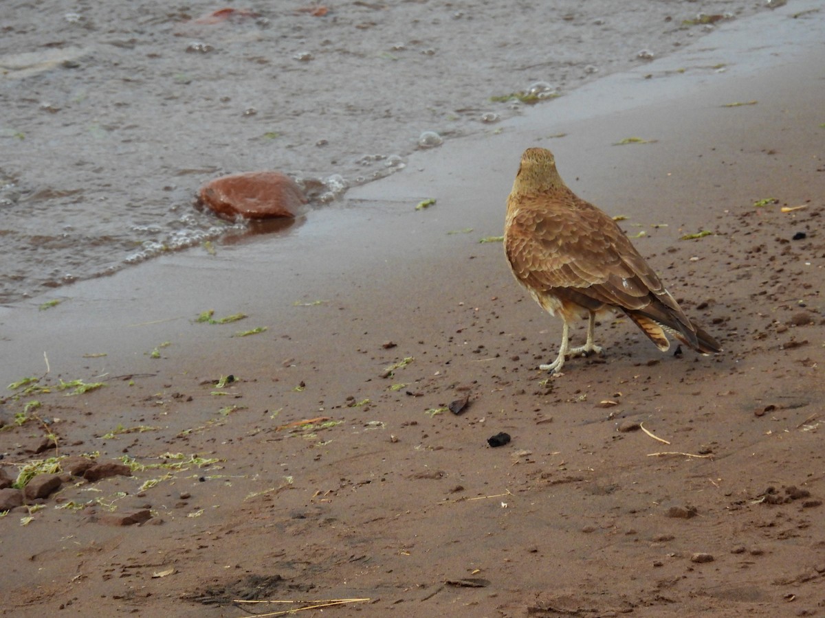 Chimango Caracara - Natalia  Yasci