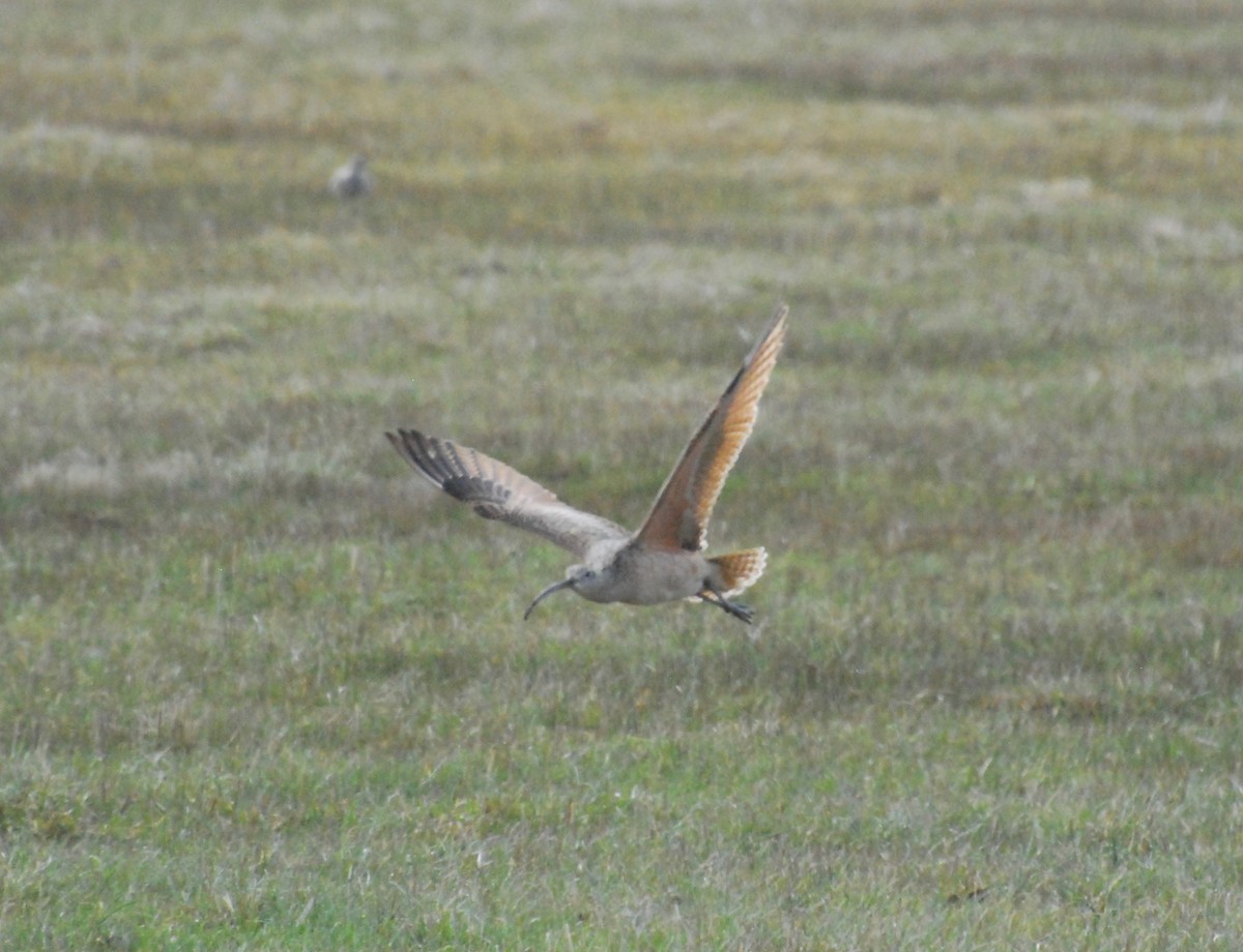 Long-billed Curlew - Mary-Lane Baker