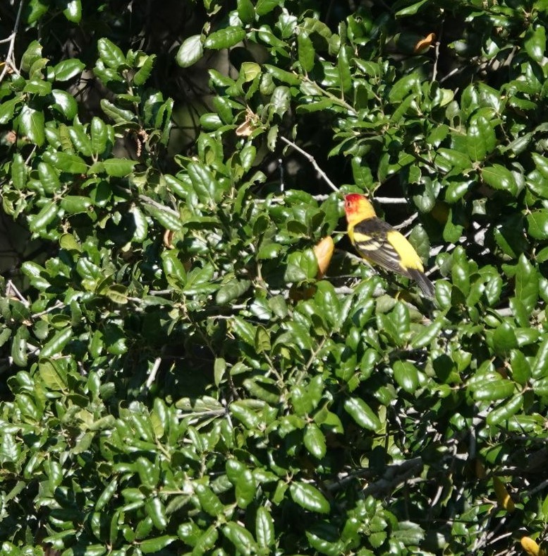 Western Tanager - ML443974021
