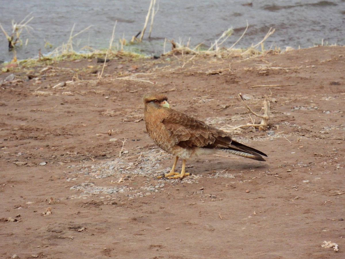 Chimango Caracara - ML443974111