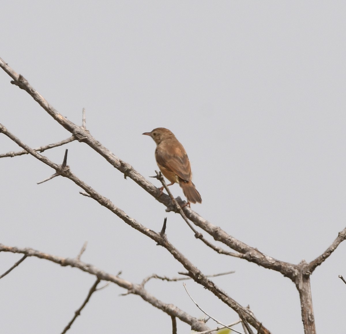 Rufous Cisticola - Gabriel Jamie