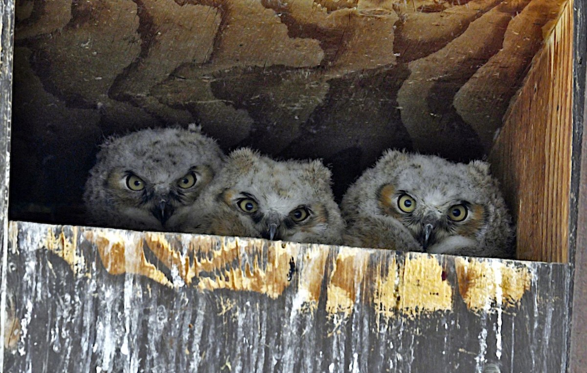 Great Horned Owl - Sara Raj