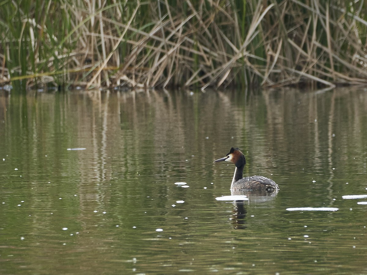 Great Crested Grebe - ML443975111