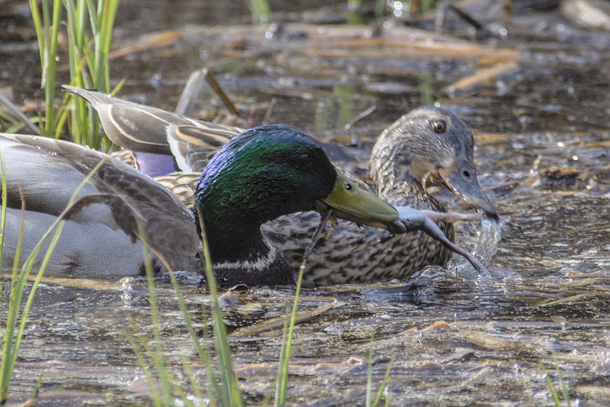 Canard colvert - ML443975421