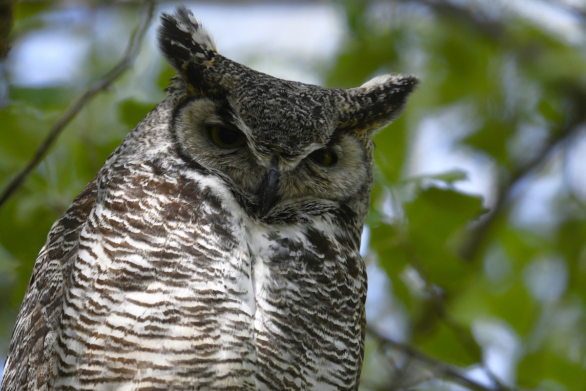 Great Horned Owl - Sara Raj