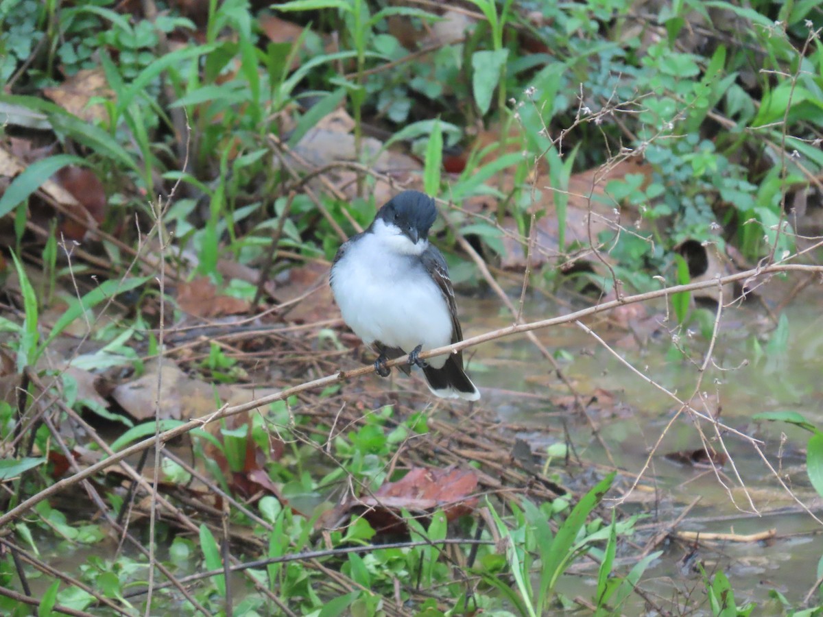 Eastern Kingbird - ML443976961