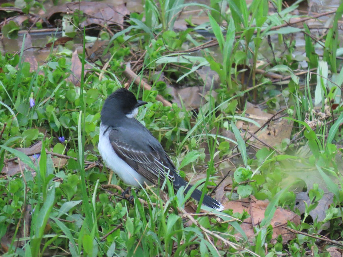 Eastern Kingbird - ML443976991