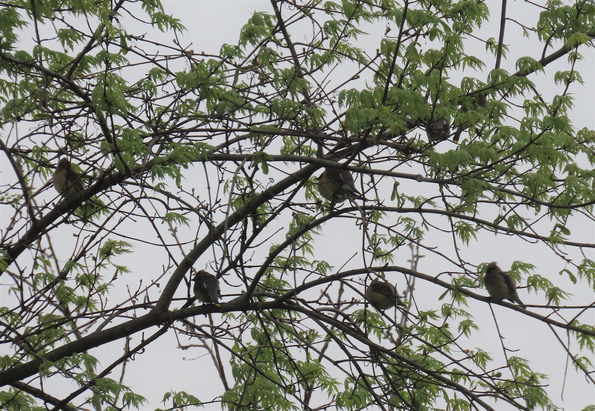 Cedar Waxwing - ML443977111