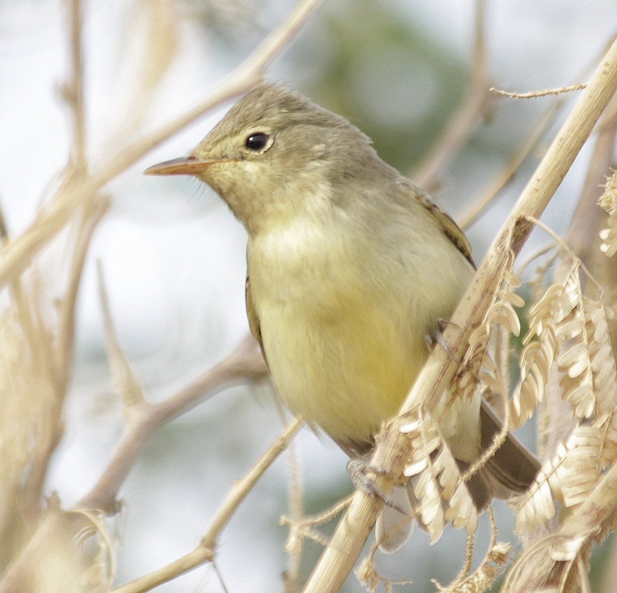 Icterine Warbler - ML443977591