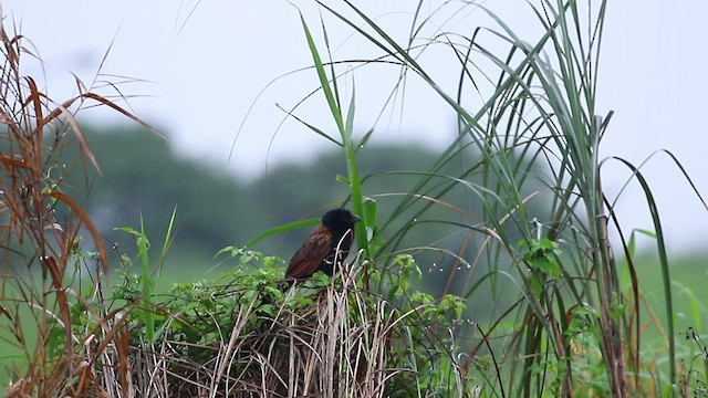 Coucal rufin - ML443977701