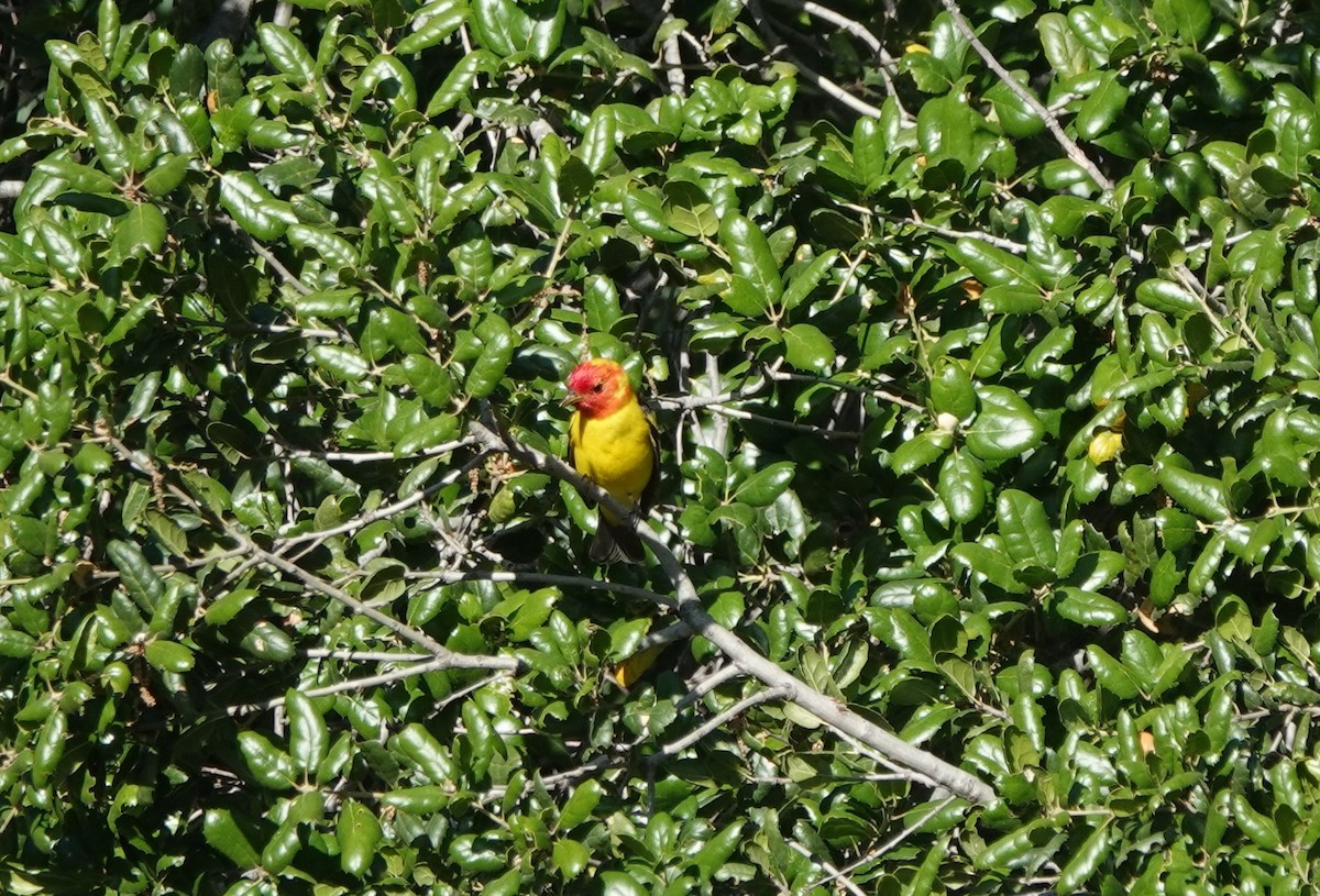 Western Tanager - ML443978271