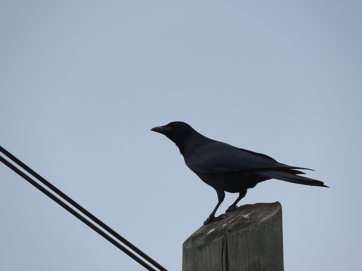 Sinaloa Crow - ML44397911