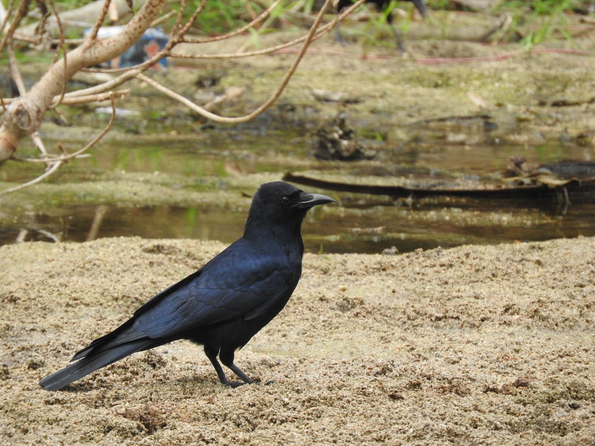 Sinaloa Crow - Cole Gaerber