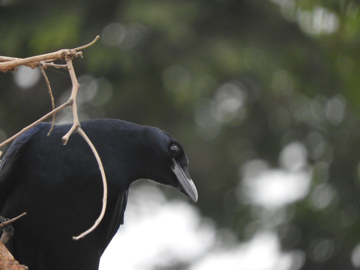 Sinaloa Crow - ML44397961