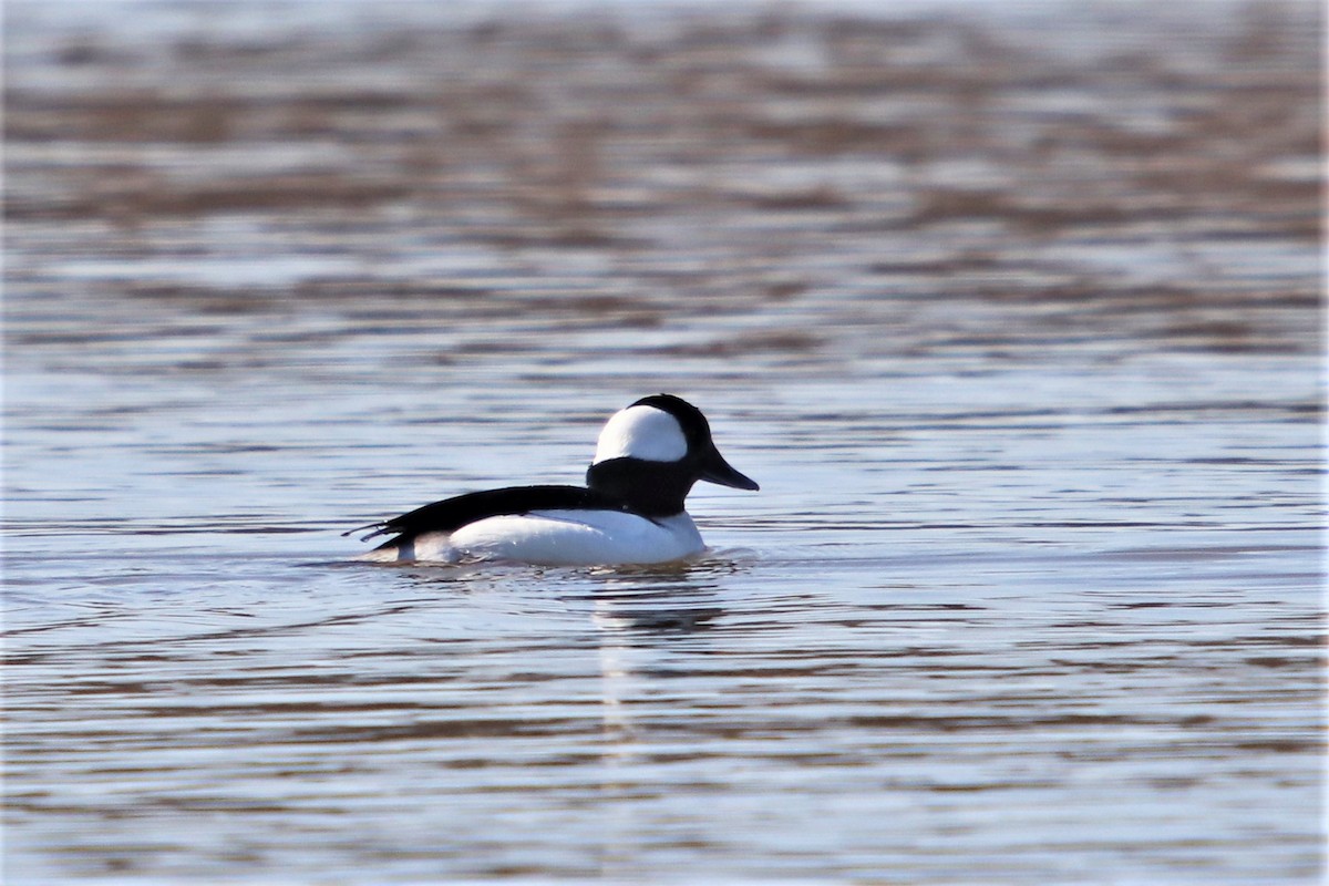 Bufflehead - ML443980021