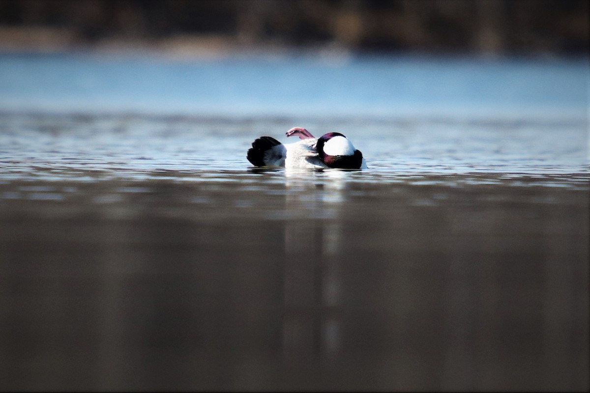 Bufflehead - ML443980051