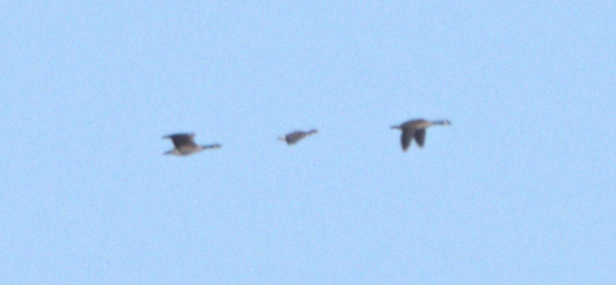 Greater White-fronted Goose - Lee Adam