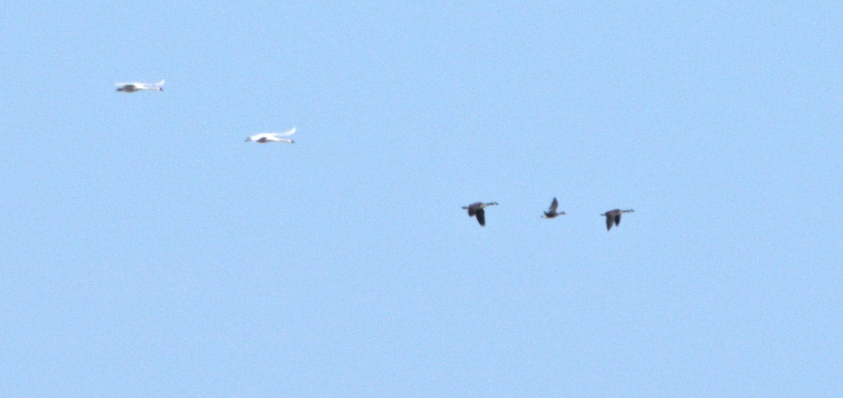 Tundra Swan - ML443981401