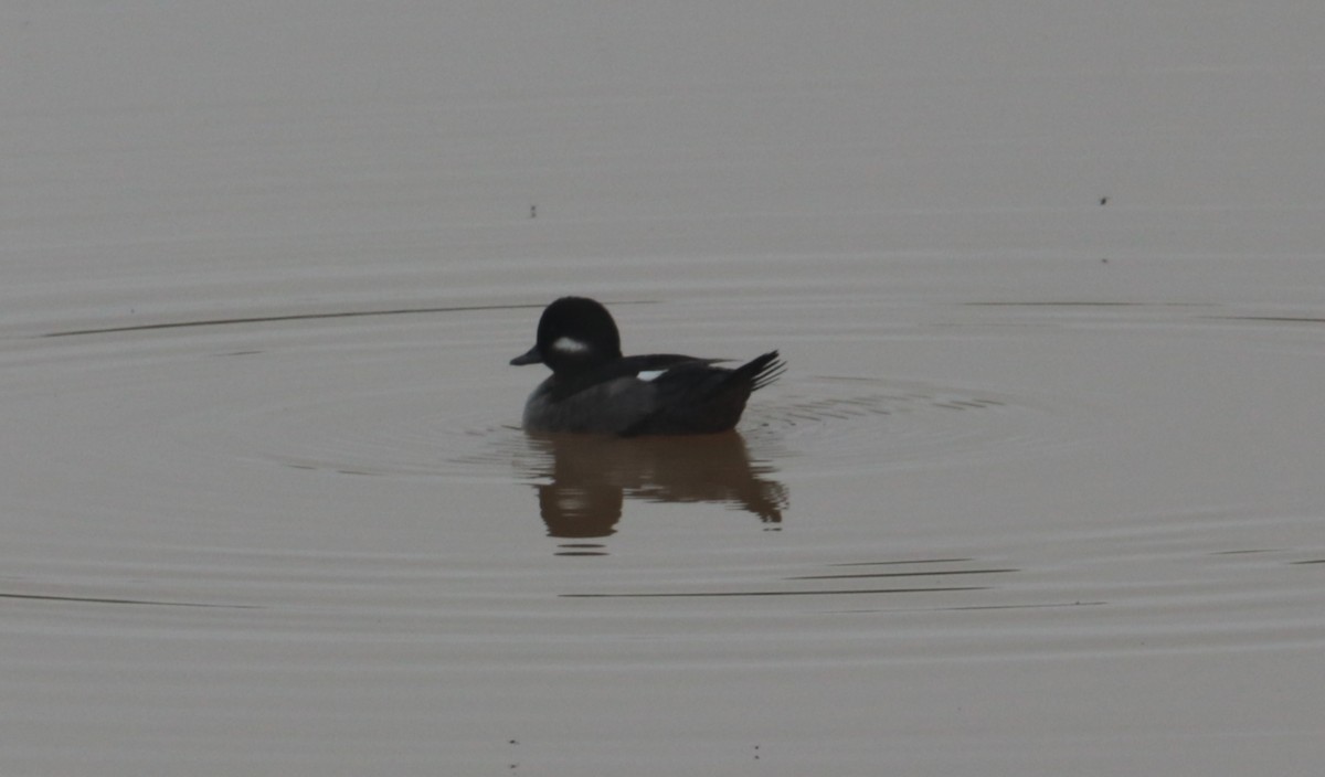 Bufflehead - ML443982731