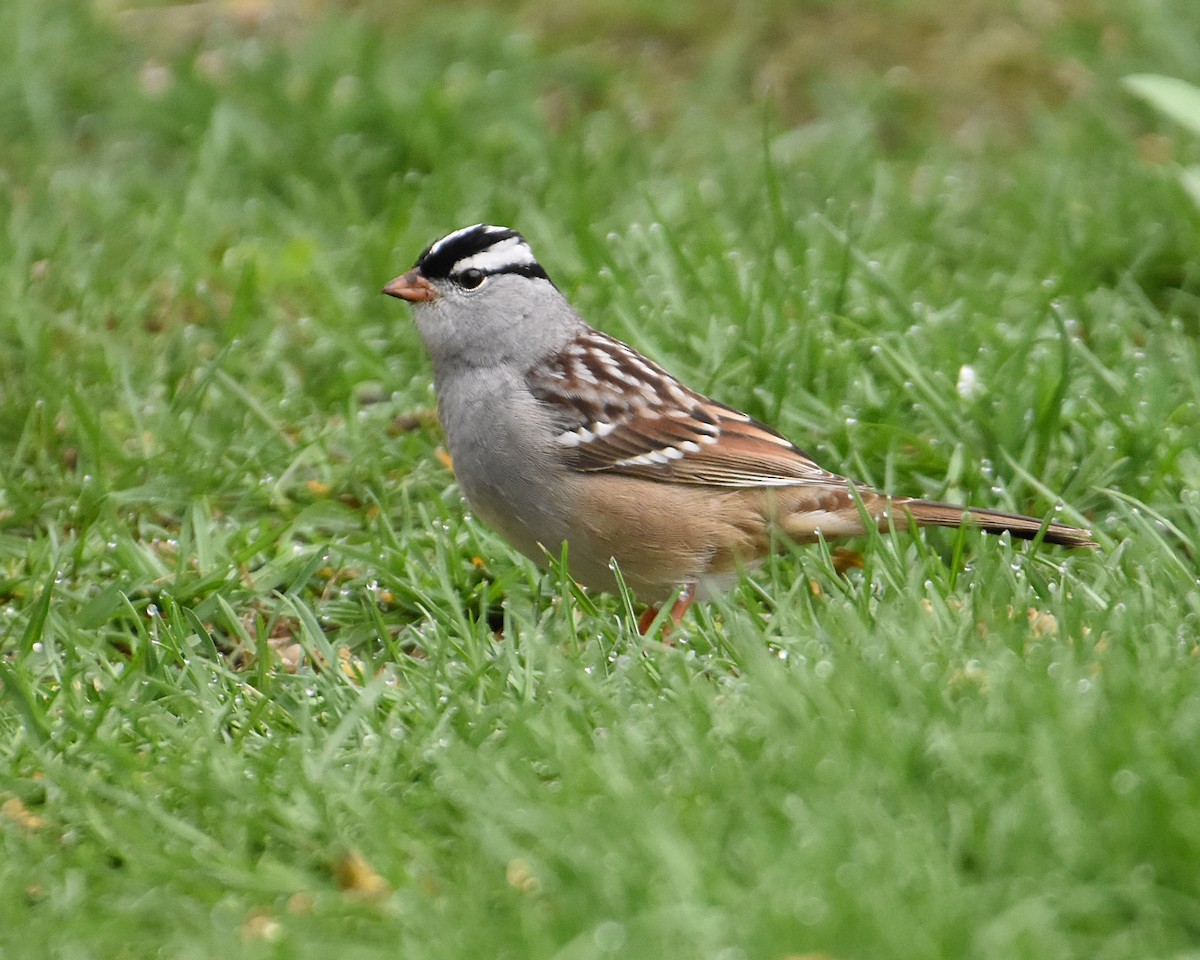 Bruant à couronne blanche - ML443982981