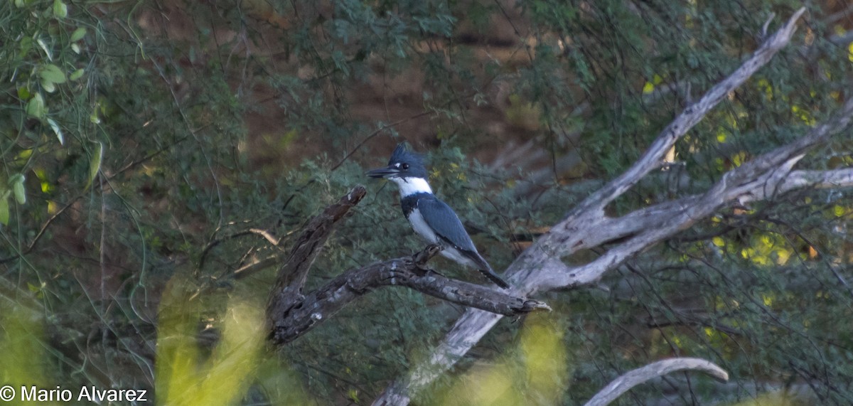 Belted Kingfisher - ML44398341