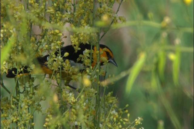 Bullock's Oriole - ML443984