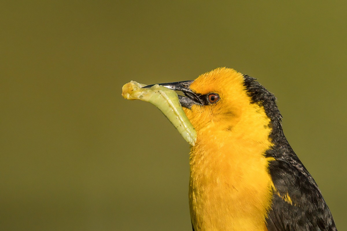 Saffron-cowled Blackbird - ML443984231