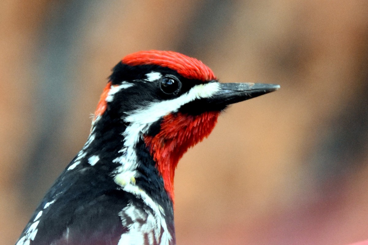Red-naped Sapsucker - Foster Fanning