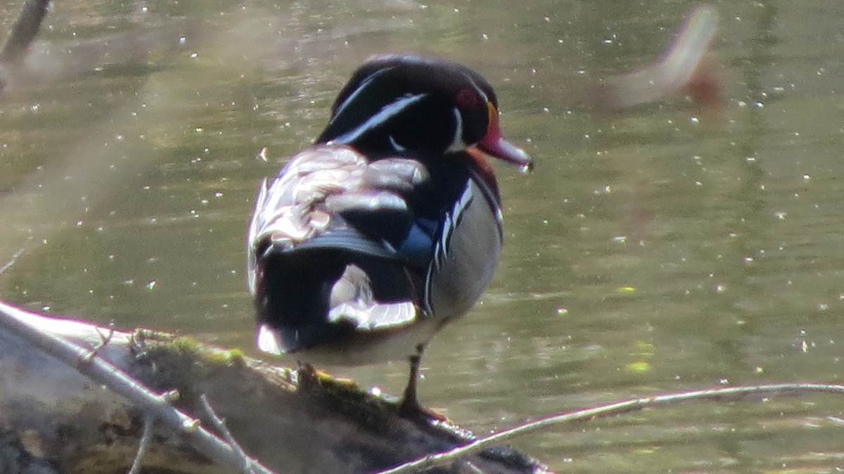 Wood Duck - ML443984871